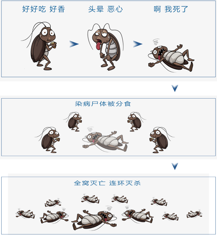 蟑螂诱杀方式最好