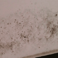 浴室的霉菌怎么去除